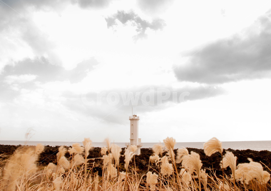 제주,등대,갈대,바다,제주도,등대,lighthouse,제주도,jeju,jeju island,building,건물,architecture,건축물,tower,탑