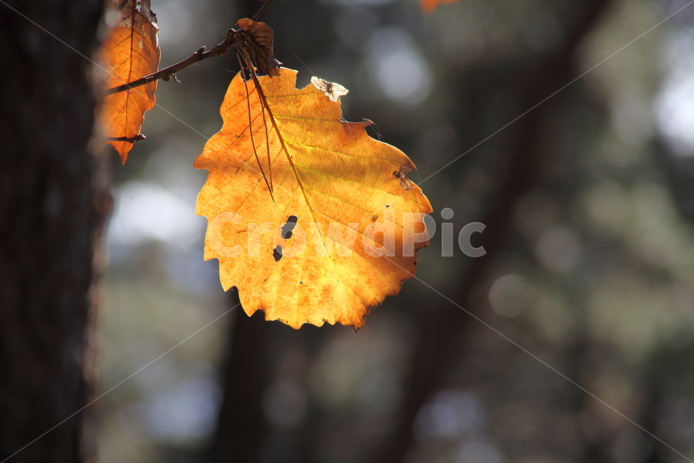 단풍,잎,식물,가을,redleaves,가을,계절,fall,autumn,season,식물,자연,plants,nature,plant,leaf,veins,정맥