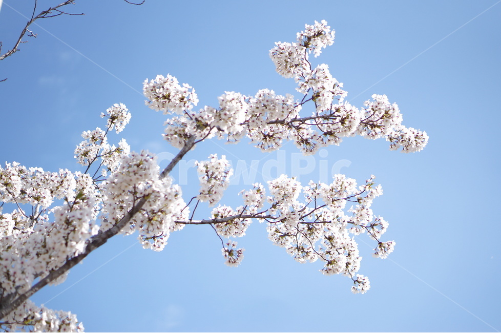 벚꽃,파랑,하늘,구름,풍경,봄,계절,spring,season,식물,자연,plants,nature,꽃,flower,plant,blossom