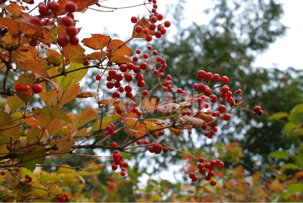 백당나무,가을열매,빨간열매,불두수,나무,가을,계절,fall,autumn,season,식물,자연,plants,nature,과일,열매,fruit,plant,food,음식