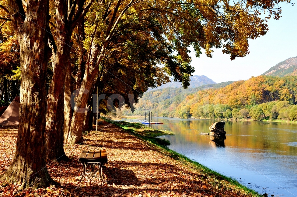 송호리,캠핑장,충북영동,사진출사지,여행,가을,계절,fall,autumn,season,자연,풍경,nature,landscape,한국자연풍경,한국자연경관,korea nature landscape,식물,plants,나무,trees,wood