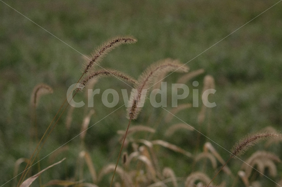 가을,사진,감성,풍경,풀,가을,계절,fall,autumn,season,식물,자연,plants,nature,감성,sensible,feeling,grass,잔디,plant,lawn