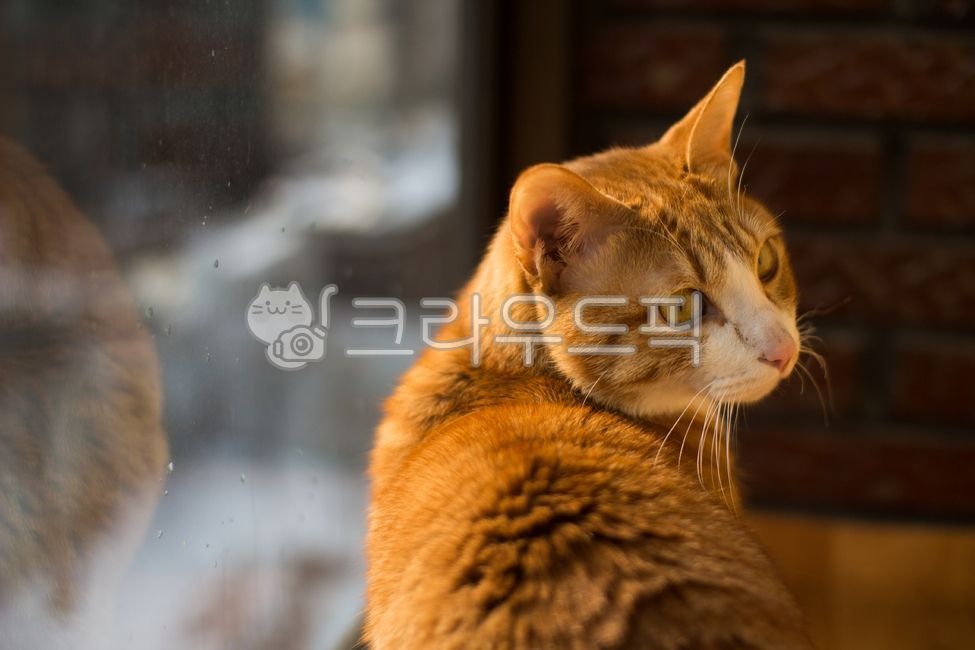 고양이,반려동물,애완동물,코숏,코리안숏헤어,햇살,반려묘,cat,animal,동물,pet,집,실내,햇빛,따뜻함,동물,animal,포유류,mammal,고양이,cat,kitten,kitty