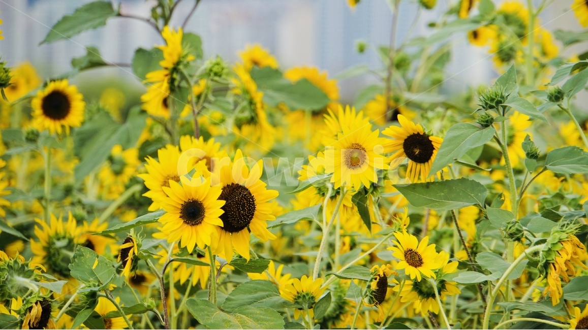 해바라기,꽃,식물,플라워,늦여름,sunflower,flower,식물,자연,plants,nature,꽃,flower