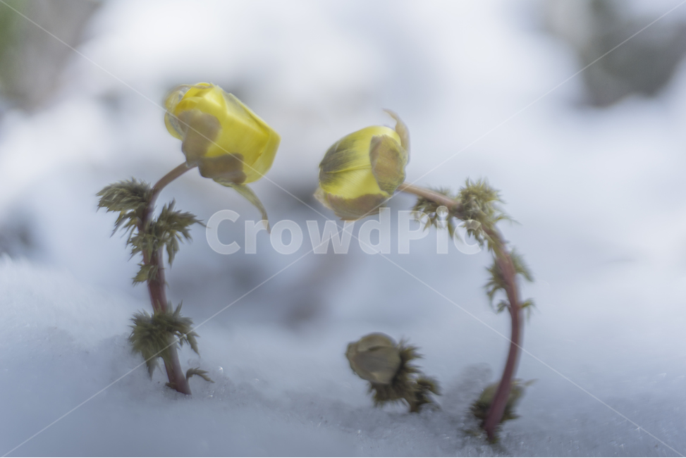 복수초,춘설,눈속에핀꽃,안녕하세요,감성사진,봄,계절,spring,season,식물,자연,plants,nature,꽃,flower,감성,sensible,feeling