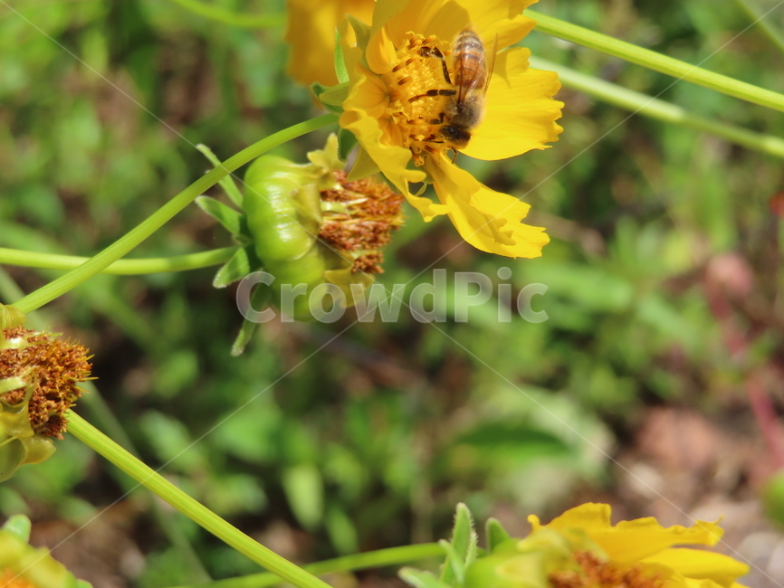 노란색,노란꽃,꿀벌,아름다움,식물,벌레,날벌레,공원,yellow,yellowflowers,honeybees,beauty,plants,bugs,flyingworms,parks