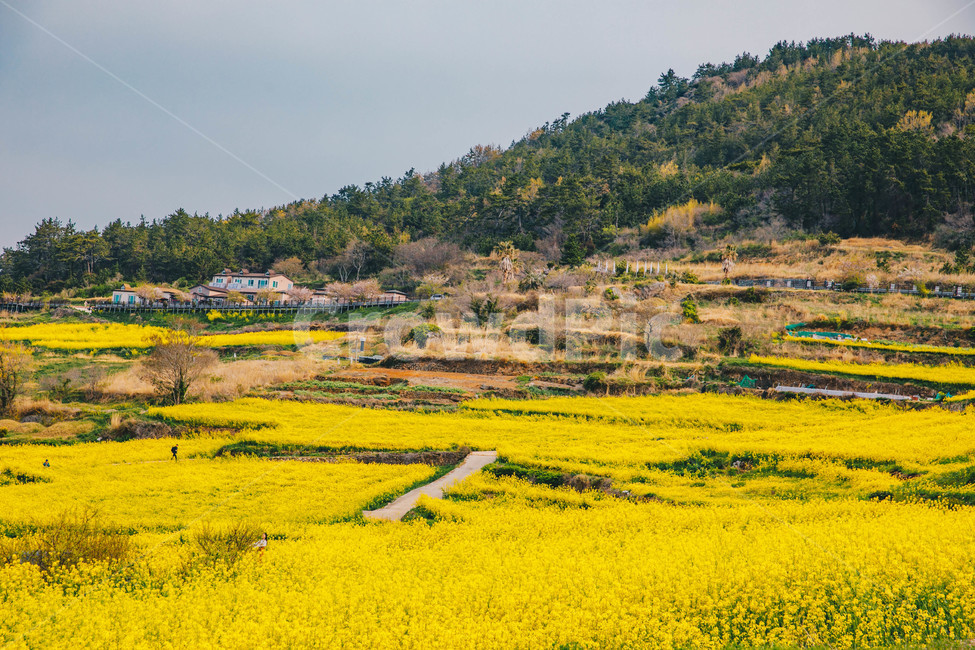봄,청산도,서편제길,유채꽃,봄동,유채밭,청산도의봄,청산도슬로시티,청산도슬로시티축제,슬로시티,슬로우시티,청산도슬로우시티,바다,봄꽃,봄꽃축제,전라남도,계절,springseason,자연풍경,nature,landscape,한국자연풍경,한국자연경관,koreanaturelandscape,봄,계절,spring,season,자연,풍경,nature,landscape,한국자연풍경,한국자연경관,korea nature landscape,grassland,목초지,outdoors,옥외,field,들,farm,농장,rural,농촌,meadow