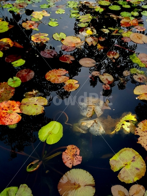 연잎,가을,연못,색채,식물,식물,자연,plants,nature