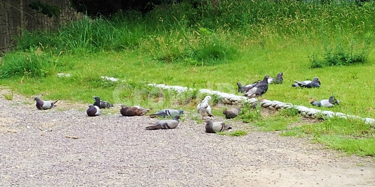비둘기,휴식,새,동물,bird,평화,여유,잠,수면,animal,동물,animal,조류,새,birds