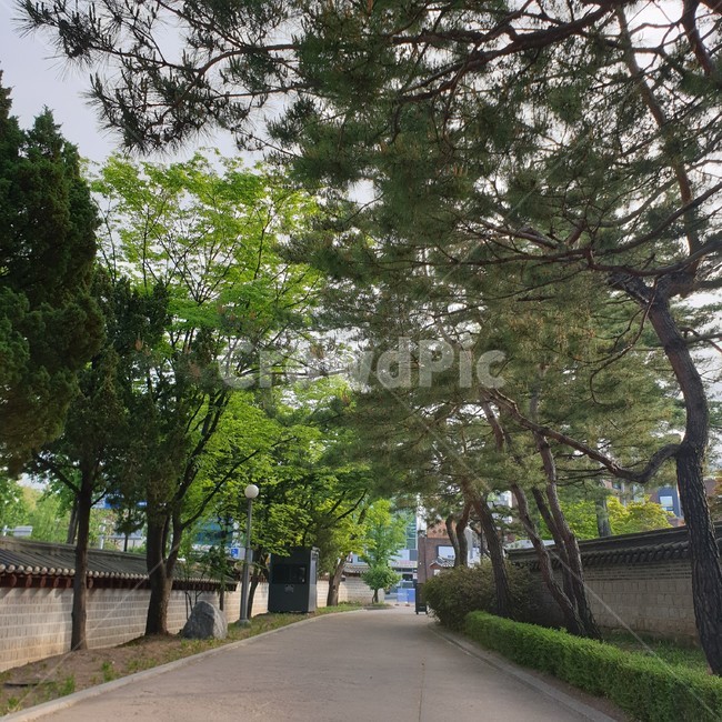 봄,초록색,나무,공원,산책로