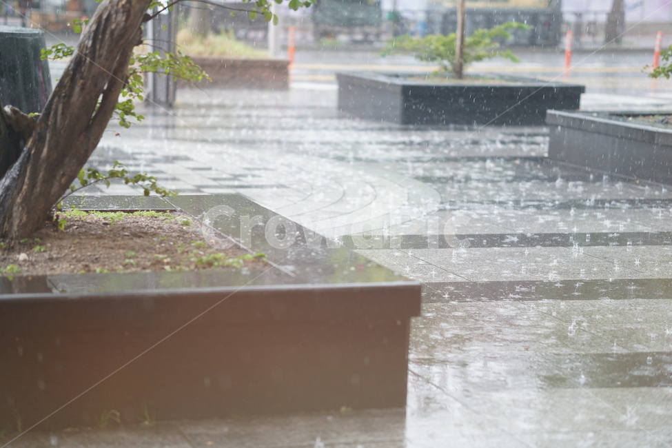 비,water,rain,폭우,태풍,나무