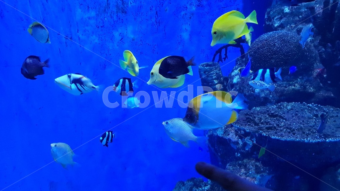 물고기,파란색,블루,아쿠아리움,청량,동물,animal,어류,물고기,fish