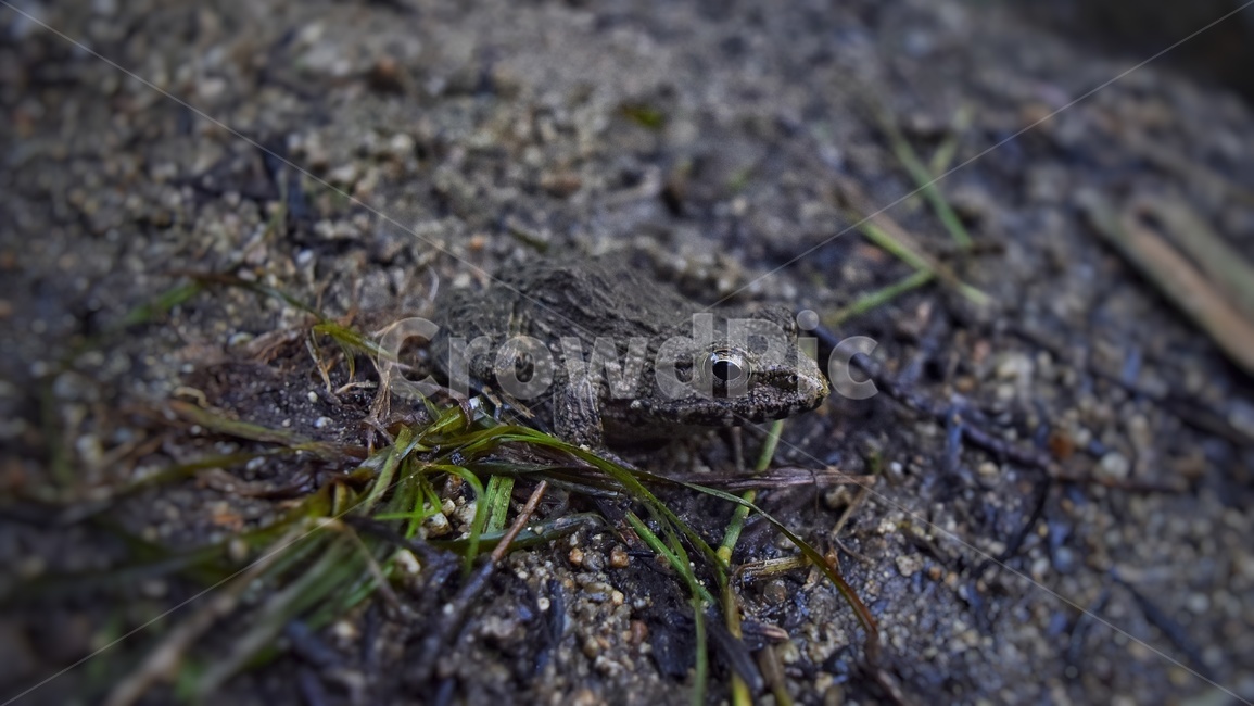 개구리,동물,은신,보호색,frog,파충류,양서류,reptile,amphibian