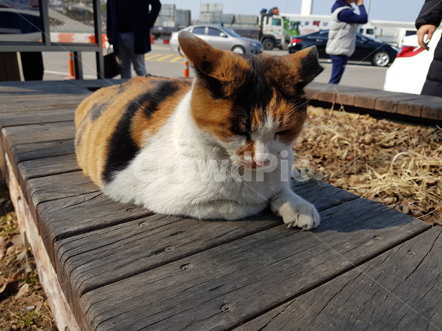 cat,고양이,pet,애완동물,조는고양이,냥이,동물,animal,포유류,mammal,고양이,cat,kitten,kitty