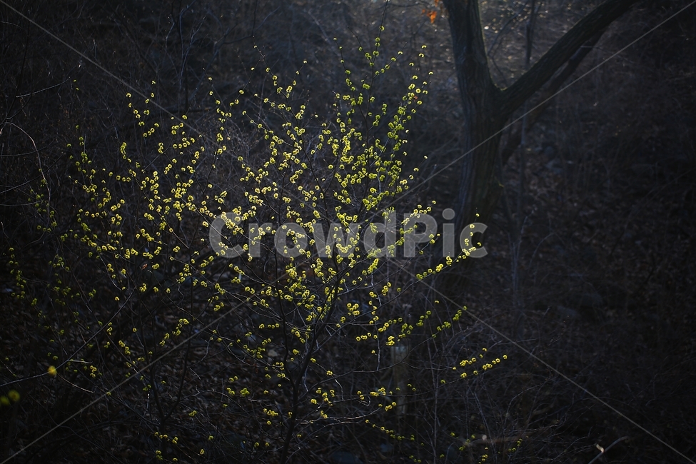 생강나무,봄꽃,노란꽃,생강,야생화,wildflower,gingerplant,yellow,springflower,ginger,식물,자연,plants,nature,꽃,flower