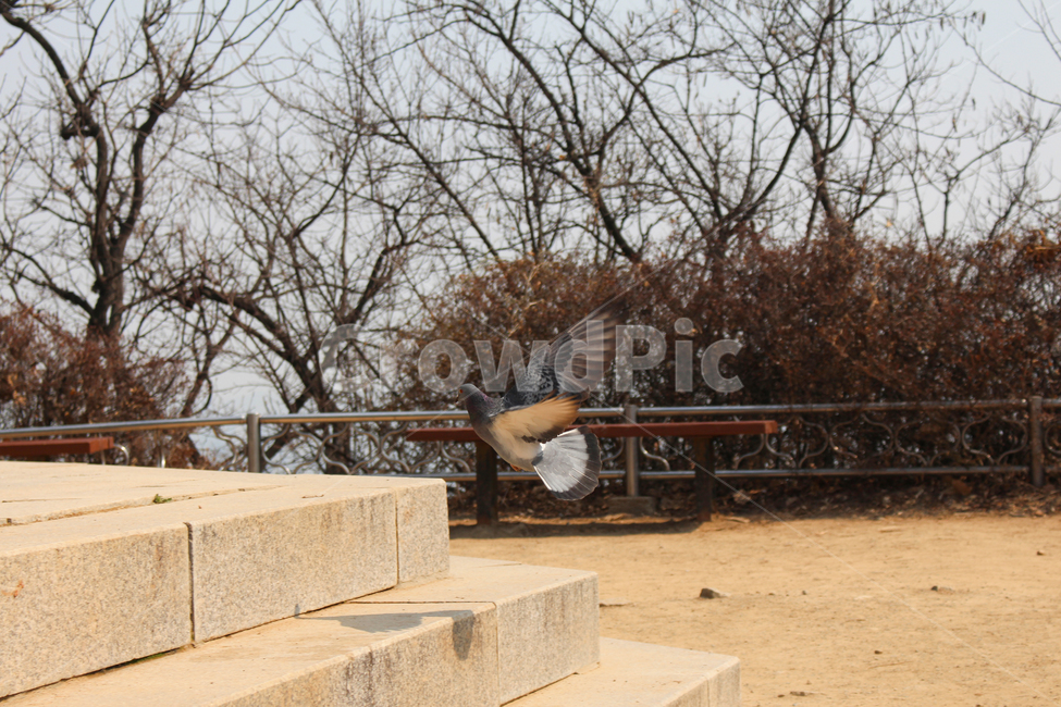 비둘기,새,날개,비둘기측면,계단,나무,흙,pigeon,dove,bird,wing,doveside,stairs,tree,soil,동물,animal,조류,새,birds