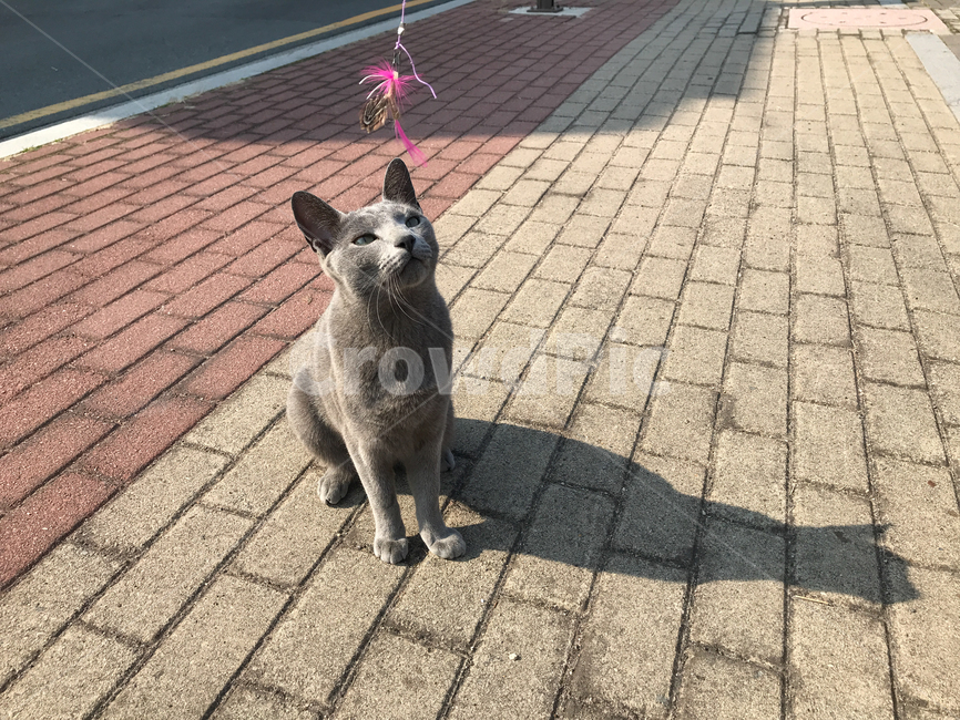 Hmong Dog Cat And Dog Mix Breed Beagle Cross Mini Schnauzer Beagle