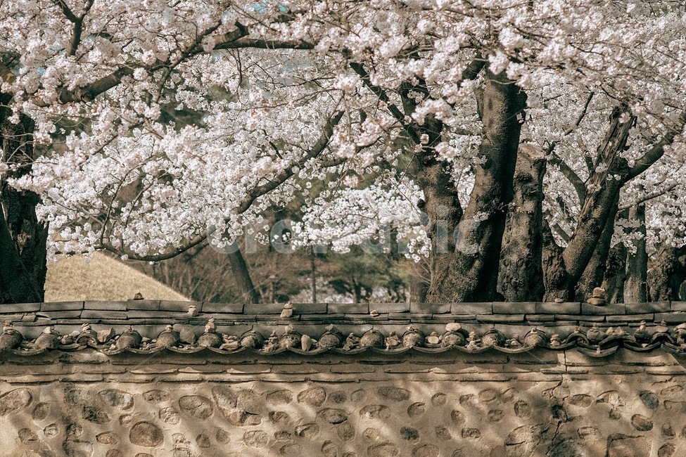 봄,꽃,벚꽃,식물,자연,spring,flower,cherryblossom,plant,nature,봄,계절,spring,season,한국전통,한국문화,korean traditional,korean culture,감성,sensible,feeling,건축물,건물외관,exterior,building,structure,architecture,construction