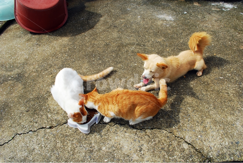 개,고양이,시골,동물,애완견,애묘,마당,시골집,사료,먹이,고양이사료,동물,animal,포유류,mammal,고양이,cat,kitten,kitty,개,강아지,dog,doggy