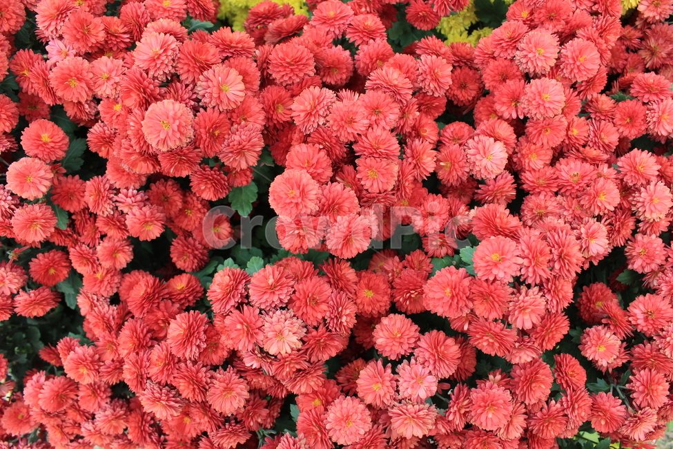 꽃,자연,빨간색,꽃다발,아름다움,식물,자연,plants,nature,꽃,flower