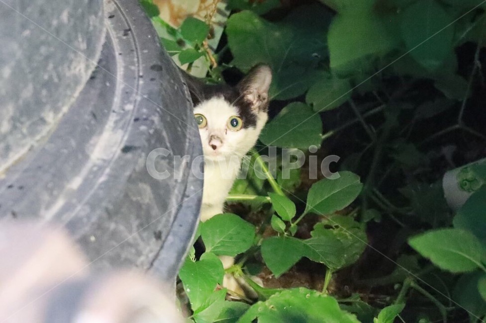 pet,고양이,포유류,animal,고양이새끼,cat,동물,animal,포유류,mammal,고양이,cat,kitten,kitty