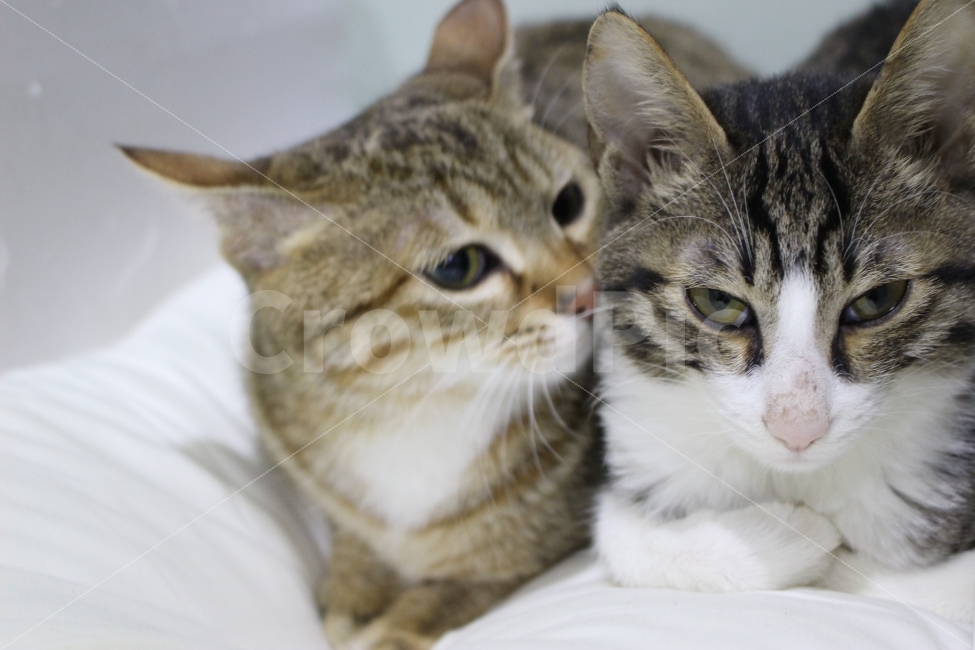 	고양이,반려동물,유기묘,길냥이,애완동물,cat,pet,kitten,아기고양이,코숏,코리안숏헤어,동물,동물,animal,고양이,cat,kitten,kitty,포유류,mammal