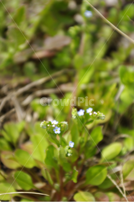 봄꽃,꽃,식물,flower,plant,식물,자연,plants,nature,꽃,flower