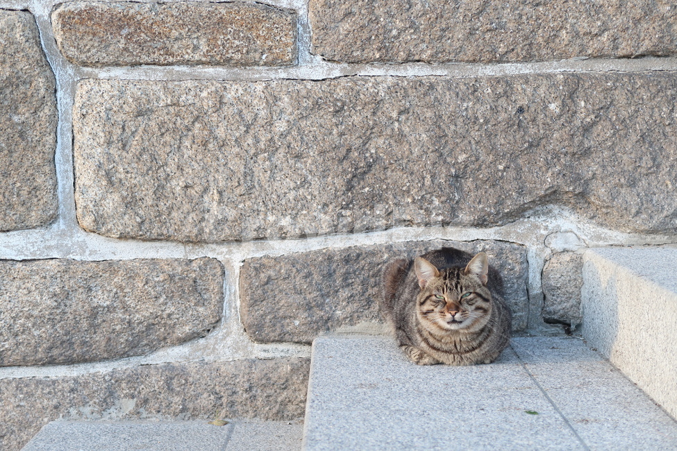 고양이,낮잠,동그라미,길냥이,길고양이