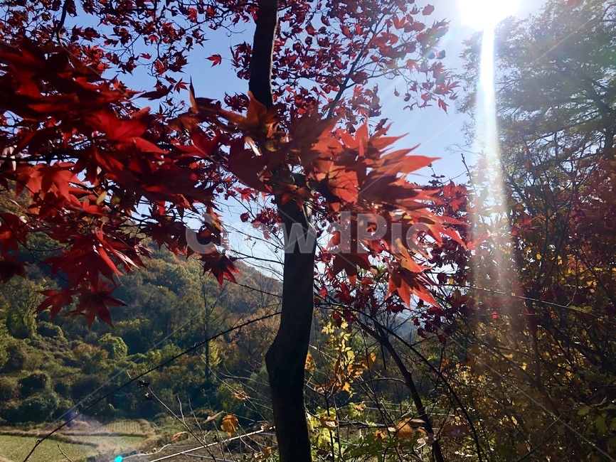 잎,단풍,나무,식물,붉은색,자연