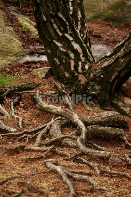 소나무,뿌리,자연,식물,여름,tree,root,summer
