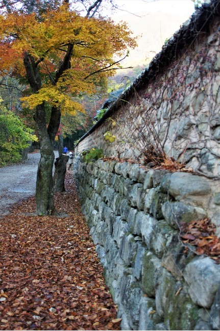 가을,단풍,나무,식물,자연,계곡물,그림자,자연풍경,감성,예쁨,아름다움,nature,autumn,trees,하늘,담쟁이넝쿨,담벼락,낙엽,가을,계절,fall,autumn,season,tree,plant,tree trunk,나무 줄기