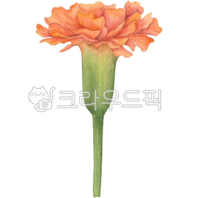 금잔화,금잔화꽃,꽃,금잔화요소,금잔화리소스,금잔화소스,금잔화디자인,메리골드,메리골드꽃,메리골드꽃요소,메리골드꽃소스,메리골드꽃디자인,금잔화그림,메리골드그림,금잔화일러스트,꽃일러스트,메리골드꽃일러스트,금잔화수채화,메리골드수채화,금잔화삽화,메리골드삽화,금잔화장식,메리골드장식,금잔화데코,메리골드꽃장식,메리골드꾸미기,금잔화꾸미기,플로랄,플로랄디자인,보태니컬,flower,marigold,marigoldillust,floral,flowerillust,marigoldwatercolor,marigolddrawing