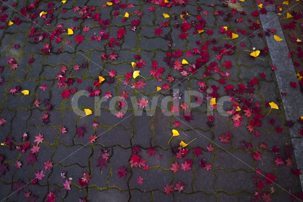 단풍,은행나무,낙엽,보도블럭,나무,가을,가을,계절,fall,autumn,season,ground,바닥