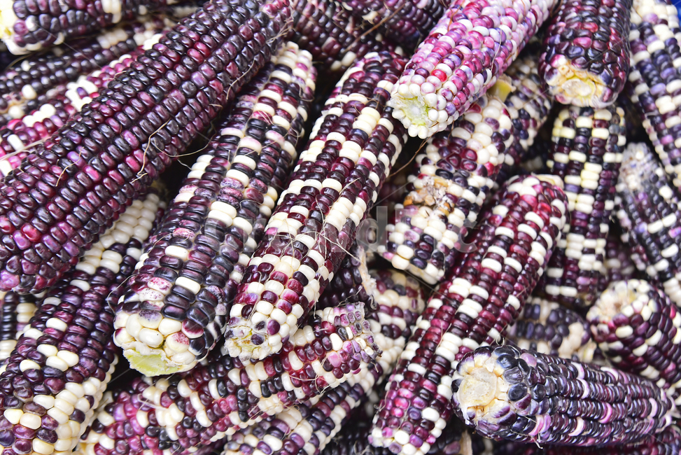 옥수수,찰옥수수,토종,재래종,음식,콘,corn,maize,보라색,자주색,퍼플,purple,shdtksanf,농산물,농작물,밭농사,농업,산업,생산,결실,수확,혼합색,plant,식물,농사,씨앗,열매,waxycorn,풋옥수수,곡물,간식,뻥튀기재료,팝콘재료,채소,야채,vegetables