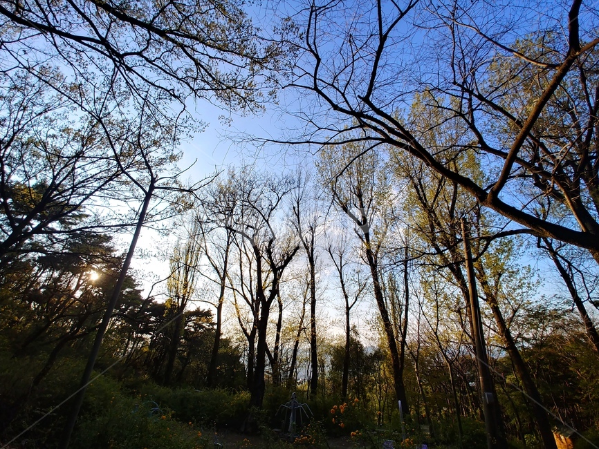 tree,plant,나무,식물,산책길,풍경,산,하늘,자연,풍경,nature,landscape,식물,plants,나무,trees,wood