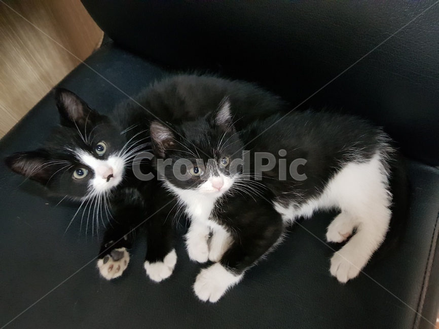 고양이,아기고양이,얼룩고양이,도둑고양이,길고양이,동물,animal,포유류,mammal,고양이,cat,kitten,kitty