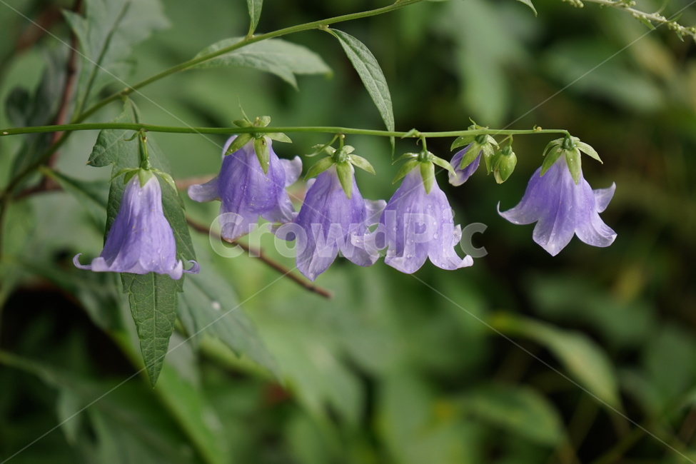 식물,꽃,모시대,자연,야생화,식물,자연,plants,nature