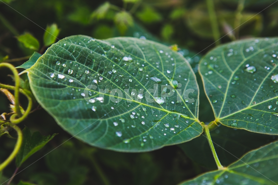 풀,이슬,식물,여름,비,식물,자연,plants,nature