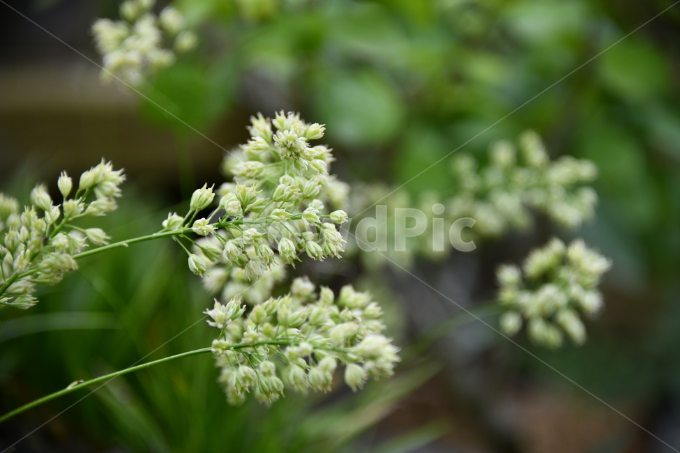 꽃,자연,식물,야생화,nature,flower,감성,feeling,배경,백그라운드