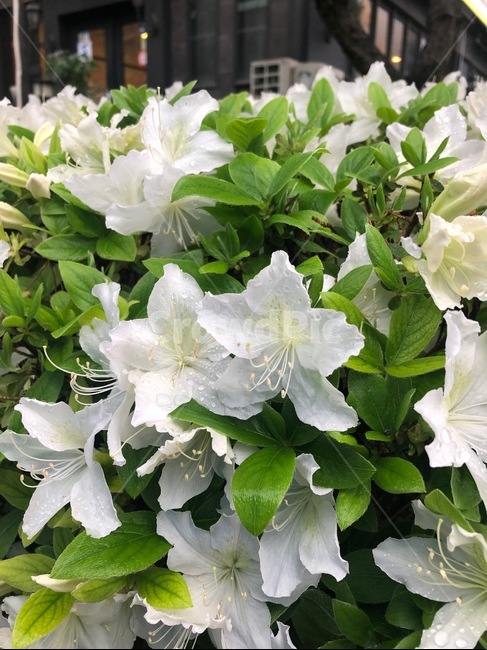 식물,꽃,흰꽃,비온뒤,flower,비온후,봄,봄꽃