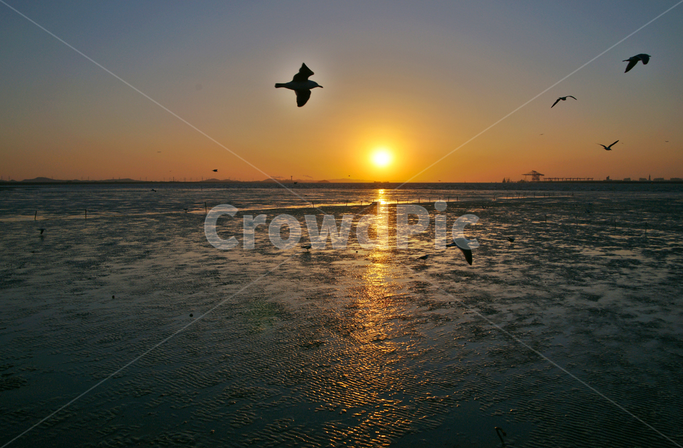 일몰,오이도,갯벌,썰물,서해안,저녁놀,석양,시흥시,뻘,자연,풍경,nature,landscape,outdoors,옥외,bird,새,animal,동물,sunlight,햇빛,flare,플레어,light,빛