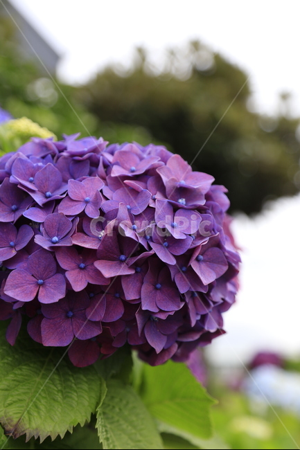수국,꽃,보라,식물,flower,식물,자연,plants,nature,꽃,flower