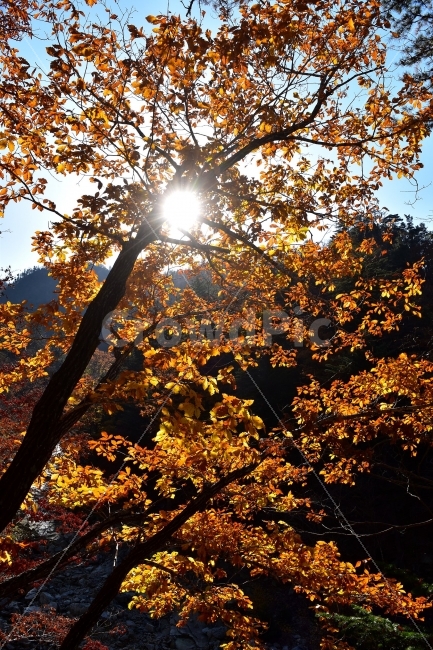 설악산,가을,풍경,단풍,탐방,국립공원,파란하늘,가을색,오색,울긋불긋,알록달록,그림같은,칼라풀,뷰티플,아름다운,힐링,감성,자연,정취,산세,명산,100대명산,nature,산,등산,트레킹,비경,경치,사진,색채,가을의정취,가을,계절,fall,autumn,season,식물,자연,plants,nature,나무,trees,wood,leaf,잎,plant,tree,maple