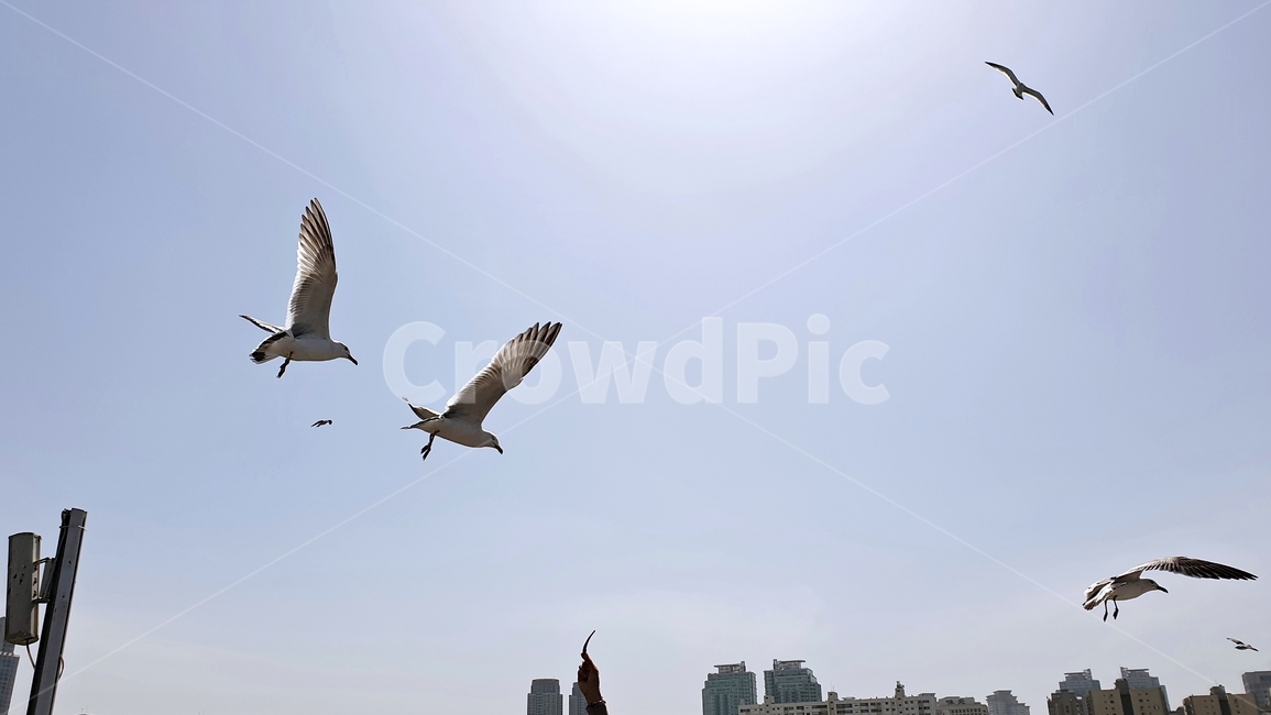 한강,갈매기,새,다리,landmark,landscape,하늘,맑음,blue,sky,푸르름,조류,날개,동물,animal,조류,새,birds