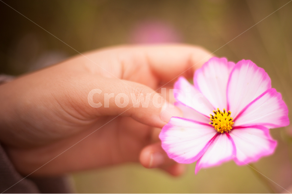 꽃,식물,코스모스,blossom,plant,자연