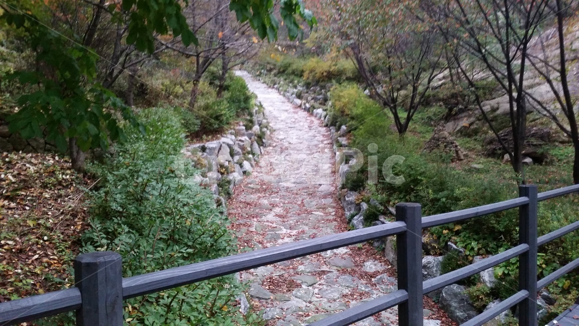 Ansan Jarakgil,road,tree,mountain path,forest road,fence