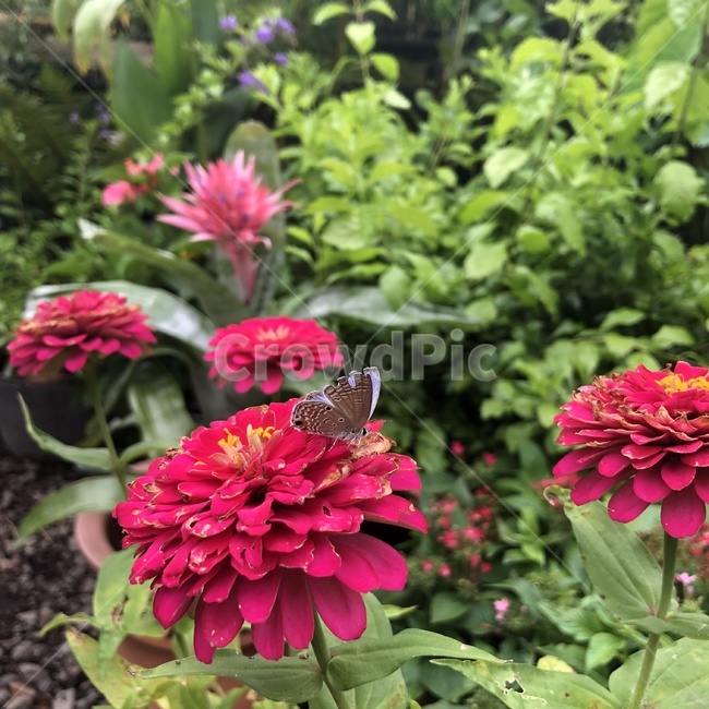 식물,꽃,잎,나비,나뭇가지,plant,flower,leaf,branch,나뭇잎,꽃잎,butterfly,dahlia,달리아
