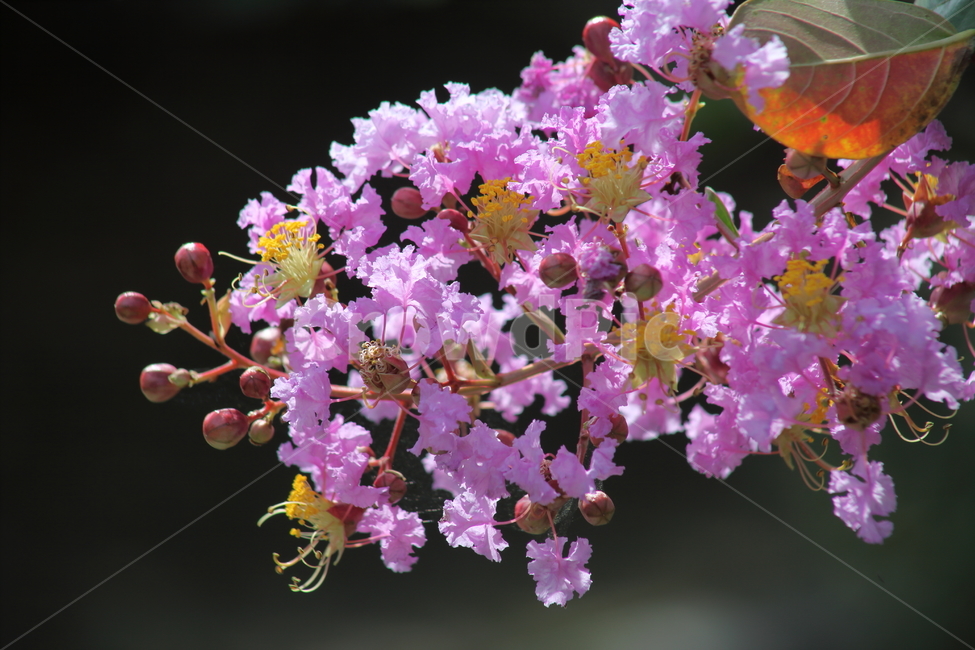 배롱나무,배롱나무꽃,꽃,crapemyrtle,flower