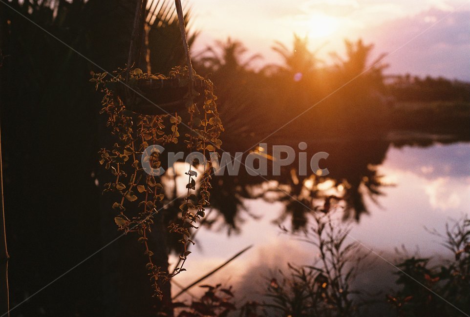 일몰,반영,호수,식물,화분,감성,sensible,feeling,휴식,힐링,rest,relaxation,healing