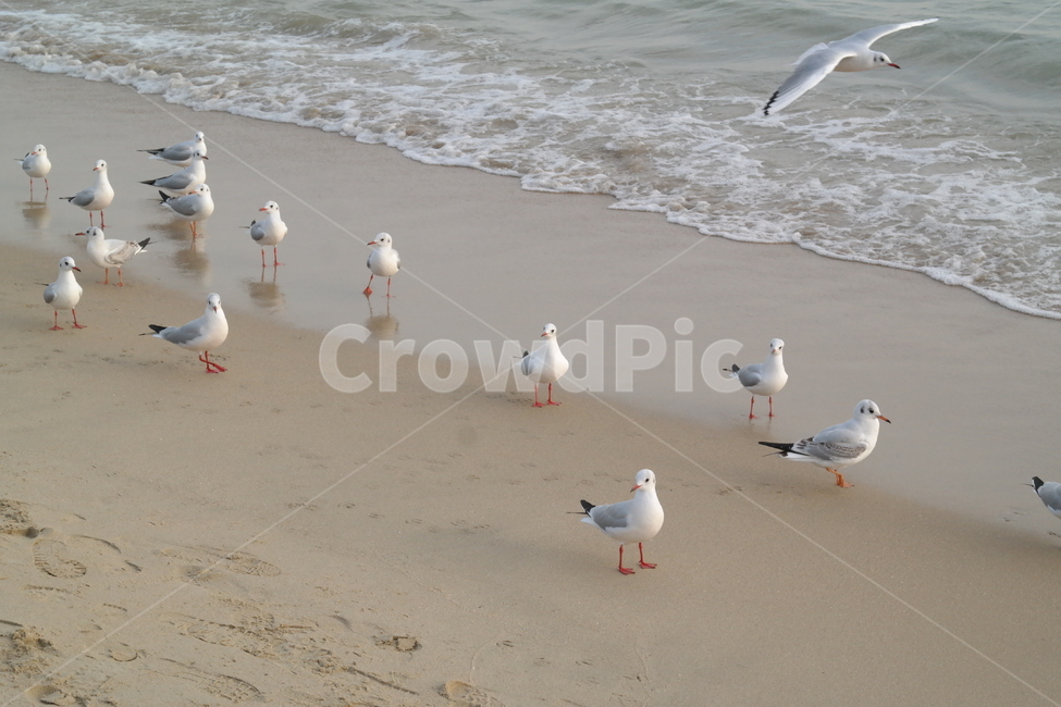 갈매기,새,바다,모래,물,파도,동물,animal,조류,새,birds